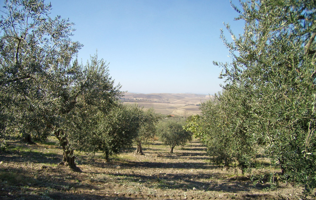 Panoramica di oliveto e olivi del Molise