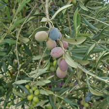 Olive differenti per un olio di oliva italiano di qualità